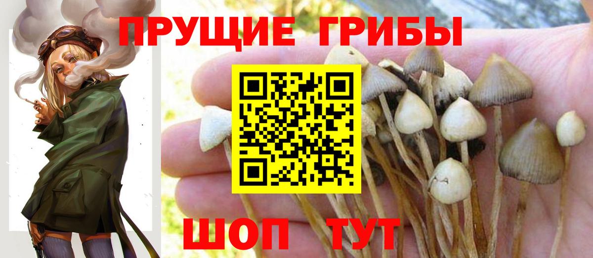 Псилоцибиновые грибы мицелий Киров